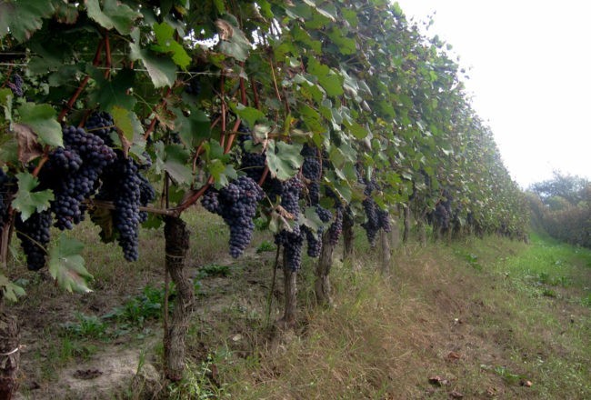 grappoli sulle viti nelle langhe